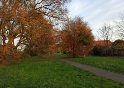 In das Baugebiet einbezogene, alte Wallhecke des Grünzuges am Niedersachsenring