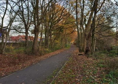 Alte Wallhecken- und Baumbestände am Knollweg